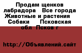 Продам щенков лабрадора - Все города Животные и растения » Собаки   . Псковская обл.,Псков г.